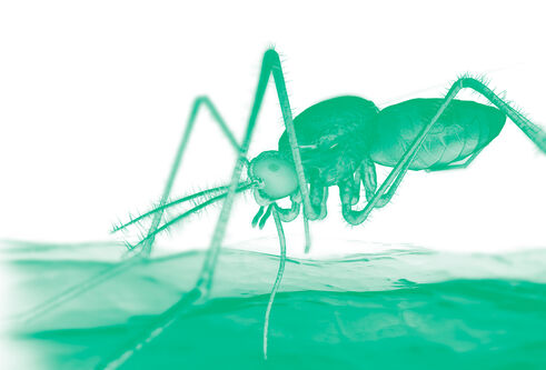 Mosquito on skin with a green colour wash