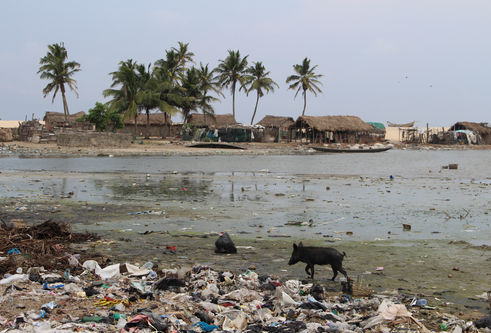 image of island with trees in river, with wild boar around