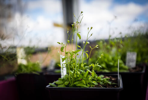 close-up photograph of a small plant