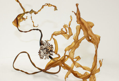 twisted, dried yellow painted seaweed