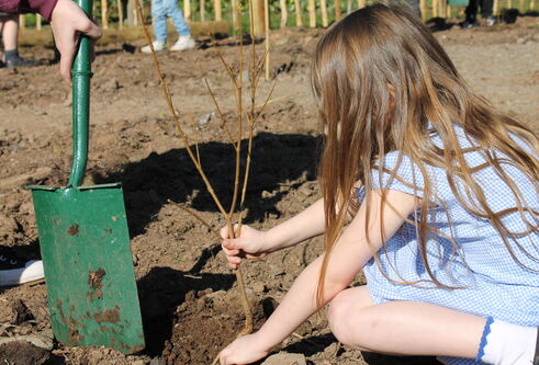 young school-aged girl knelt down on muddy land, planting a thin branch 