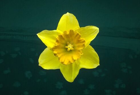 3D representation of a daffodil