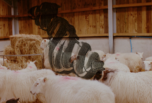 16mm film still. lambs in a barn with rhythmic drawing hovering over them in black ink blistering on the film itself.