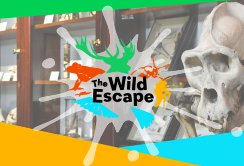 banner for the wild escape showing a paint splatter and the wild escape logo over an image of the D'Arcy Thompson Zoology Museum with a Gorilla skeleton in the foreground