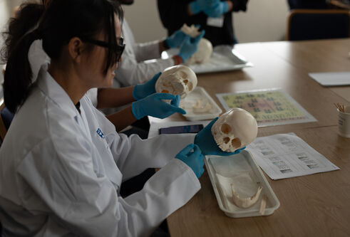 A group of dental students sitting at a table working with skulls in their hands
