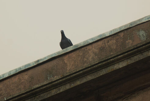 A pigeon on a roof