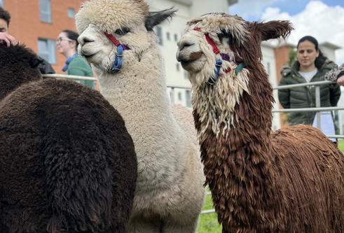 a brown and white alpacas