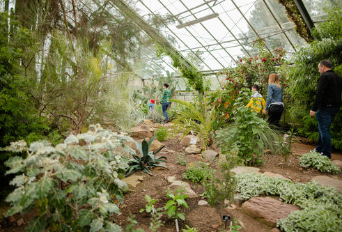 Inside a hot house with lots of tropical plants
