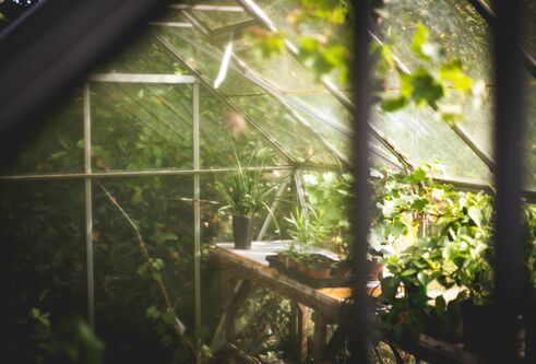 greenhouse in garden