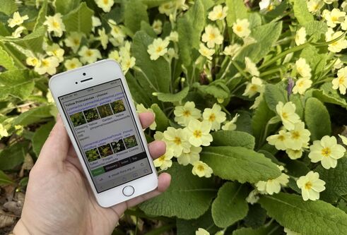 A phone is held in a hand over a path of yellow primroses.