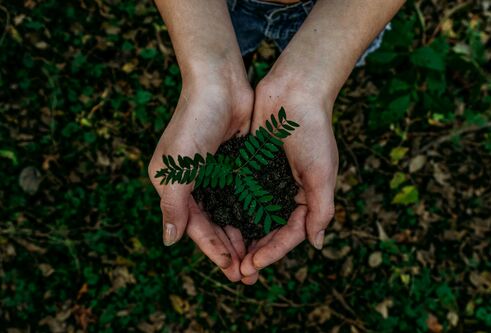 An overhead image of a hand protecting a sapling