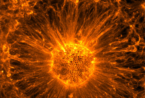 Bright orange fluorescent microscopy image of a human cortical rosette, showing a circular structure with densely packed cells at the center and radiating actin filaments extending outward like sun rays. The image appears on the cover of the journal Development, Volume 152 (21), November 2025, with The Company of Biologists logo in the lower-left corner.