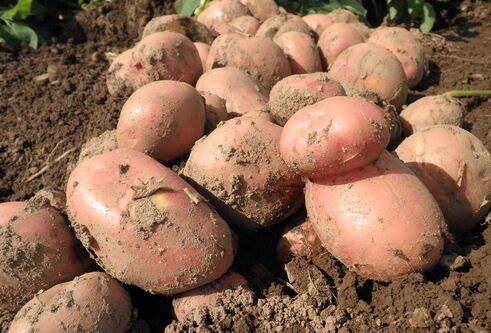 A small crop of potatoes