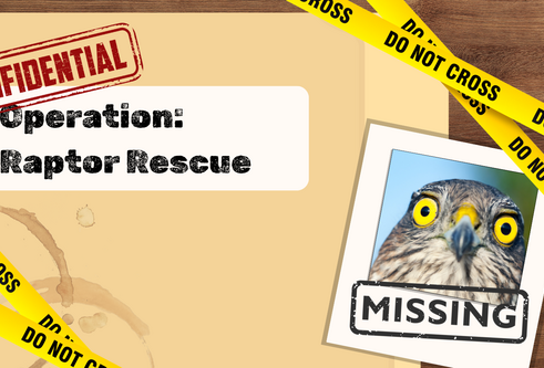 Graphic design made to look like a case file labelled (Operation: Raptor Rescue) is laid on a wooden table. On the right hand side of the graphic there is a polaroid of a eurasion sparrowhawk with the text "MISSING" stamped on top.