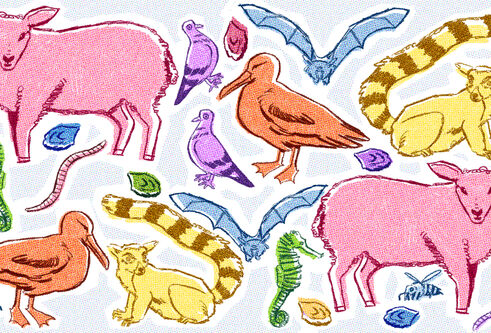 illustration of animals by Phoebe Patino Mains