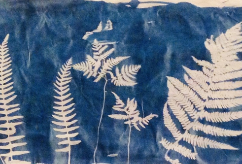 Cyanotype image of ferns from Hoy Sound Unscrolled