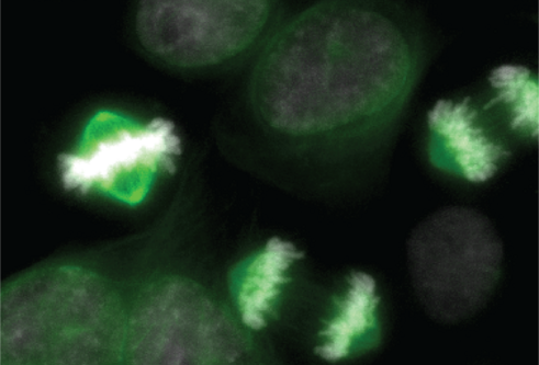A shot through a microscope of cells, shown in green, dividing against a black background