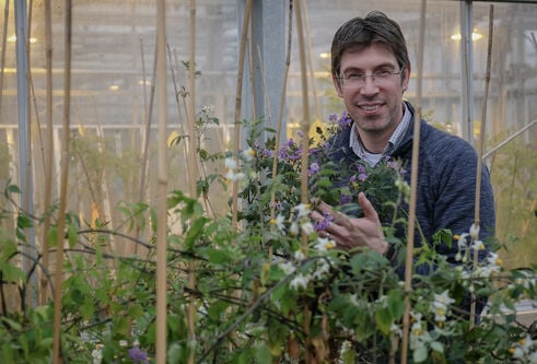 A man smiling stood in a glasshouse surrounded by flowering potato plants