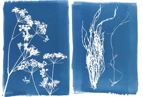 Cyanotype prints of plants