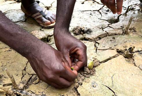 A close up of a persons hands planting mangrove seeds 