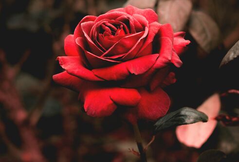 A red rose before a dark background