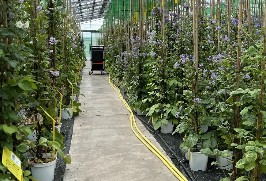 A row of potato plants in a green house with purple flowers