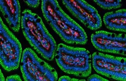 magnified image of oval shaped cells