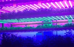 plants growing under pink and blue light