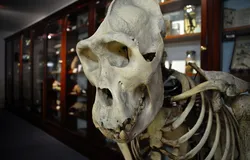 Skeleton of animal in a museum