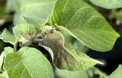 Discolouration on a potato plant leaf.