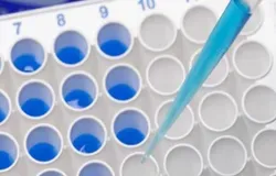 photograph of a partial image of 96 well plate with blue liquid in some of the wells. A pipette tip is seen above an empty well, the tip contains blue liquid.