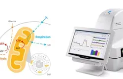 LHS image is schematic illustration of mitochondrial metabolism. RHS of image is a photograph of a Seahorse XFe 24 analyser with PC