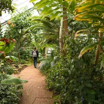 Person walking along path surrounded by exotic green plants