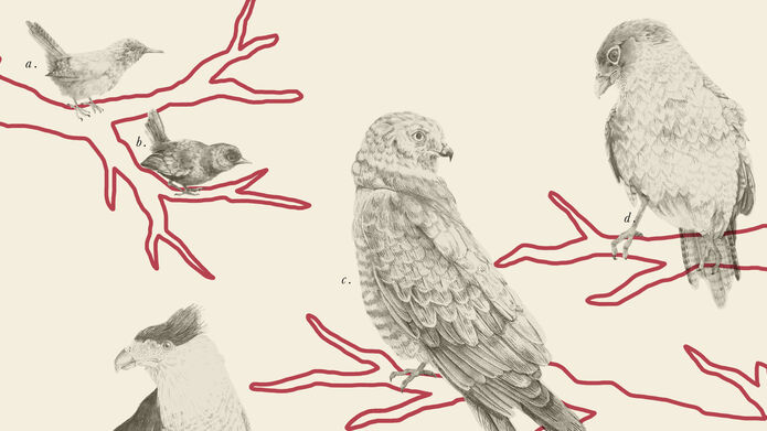 2 birds sitting on a branch