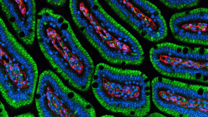 magnified image of oval shaped cells