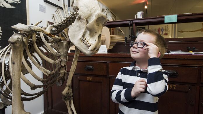 A boy looking at a gorilla skeleton in the anatomy museum 