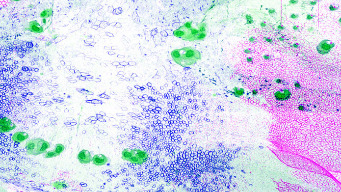 Microscopic view of cells