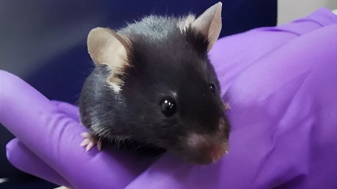 Close up shot of a rat being held by someone wearing a pair of purple surgical gloves