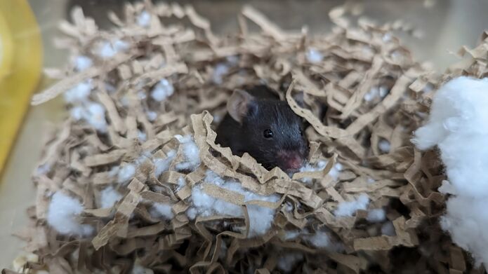 A mouse nestled in a shredded paper nest, seeking comfort and warmth in its cozy abode.