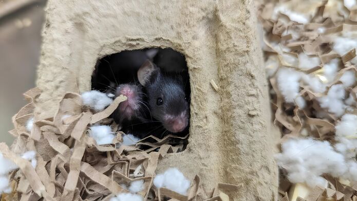 Two mice nestled in a small cotton house, feeling at home.