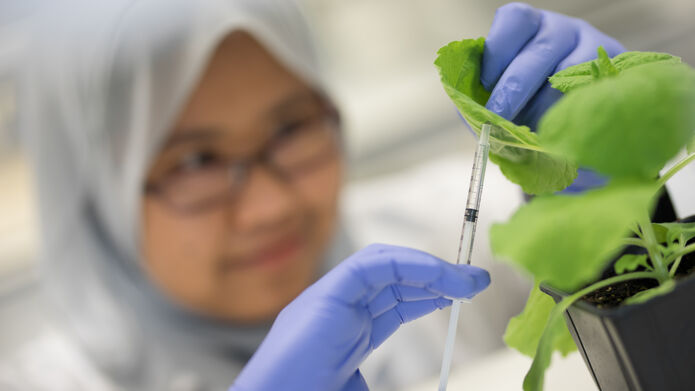 A woman wearing blue gloves holds a syringe under a plant leaf.