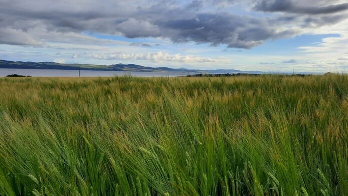 View of a barley field with a river and hills in the distance