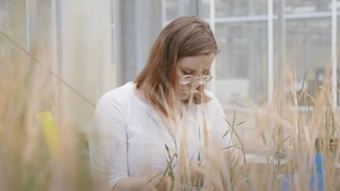 A scientist testing barley in a greenhouse