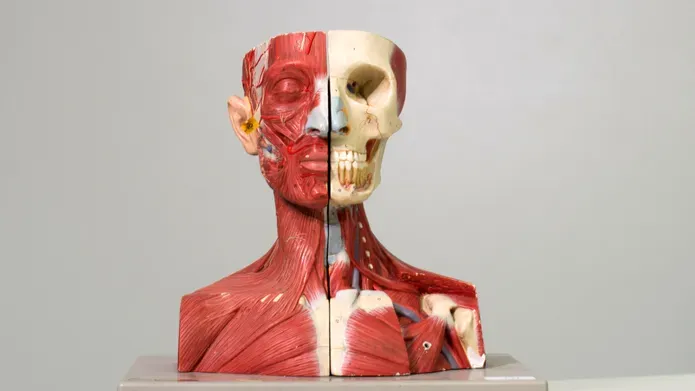 Anatomical model