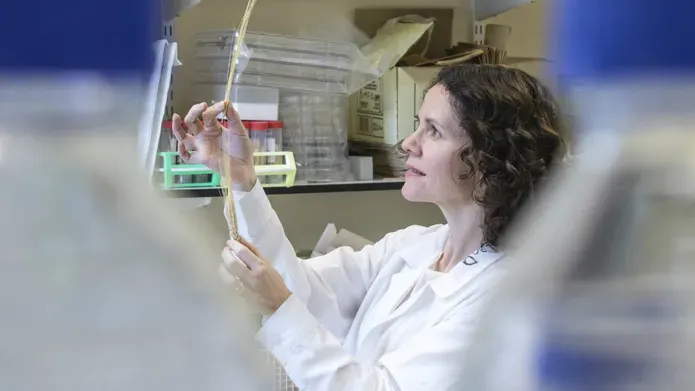 Dr Sarah McKim looking at a wheat sample