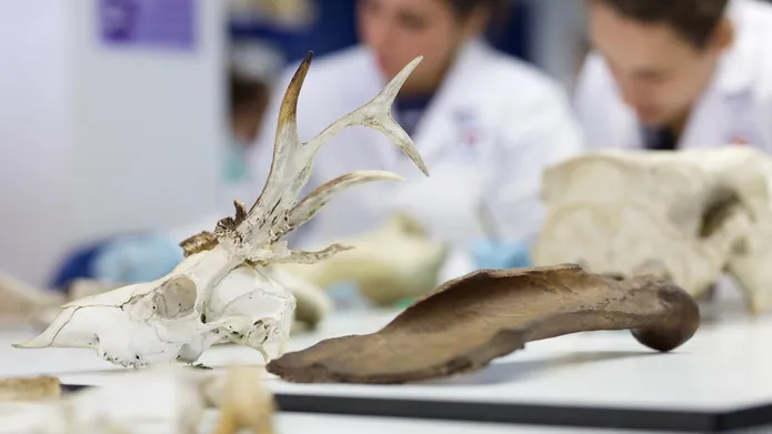 animal bones in a lab with students in the background