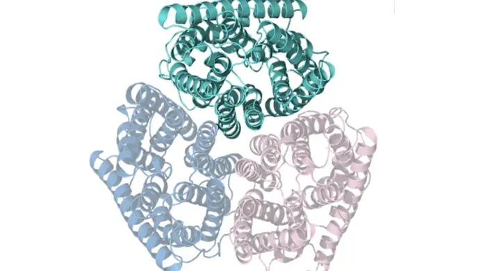 Graphic representation of overhead view of the Amt protein structure