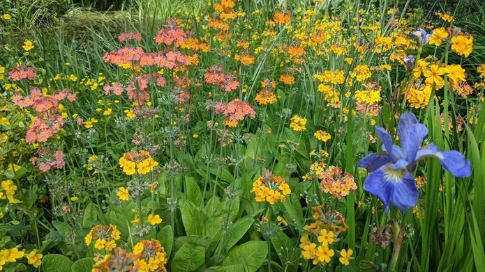 flowers from the botanic gardens