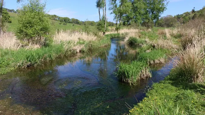 Grass surrounding river
