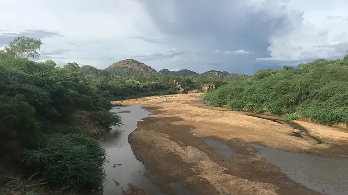 river surrounded by trees